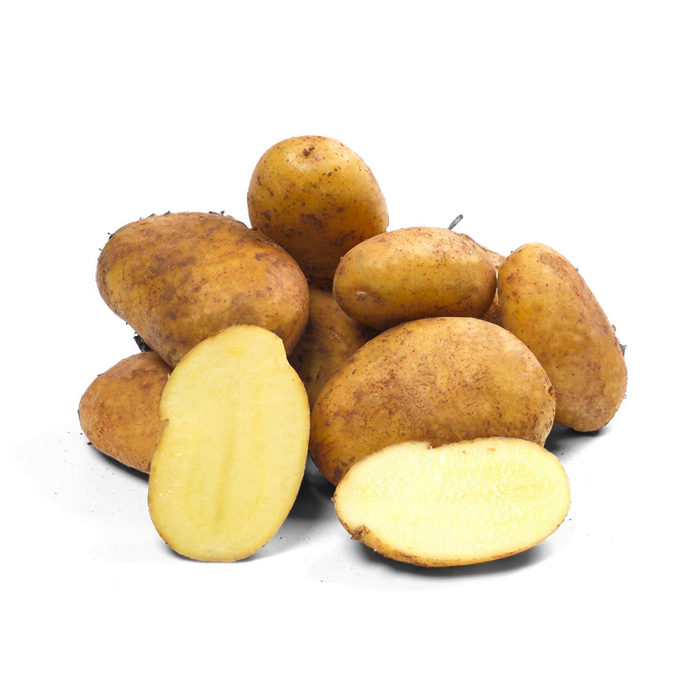 Seed potatoes “Sieglinde”