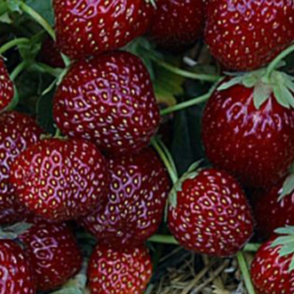 Strawberry plants "Hummi® AROMA AUSLESE"