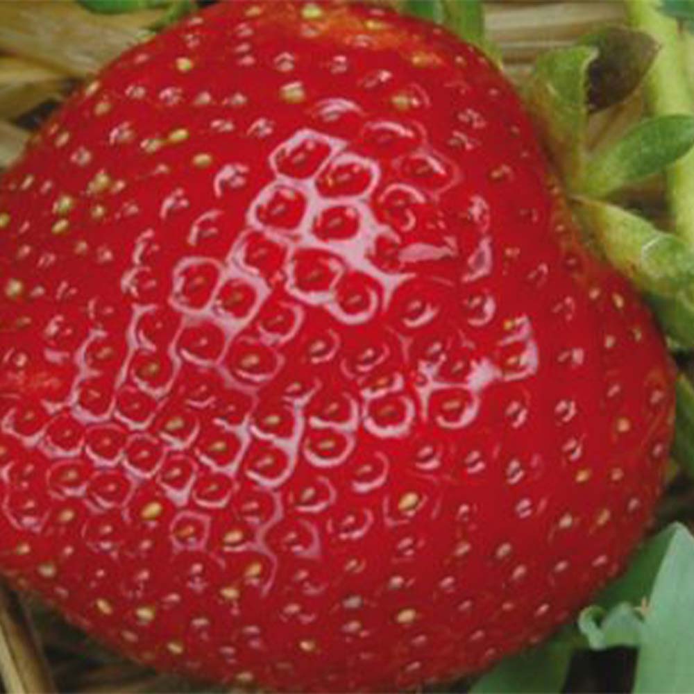 Strawberry plants "Hummi® HERZLE"