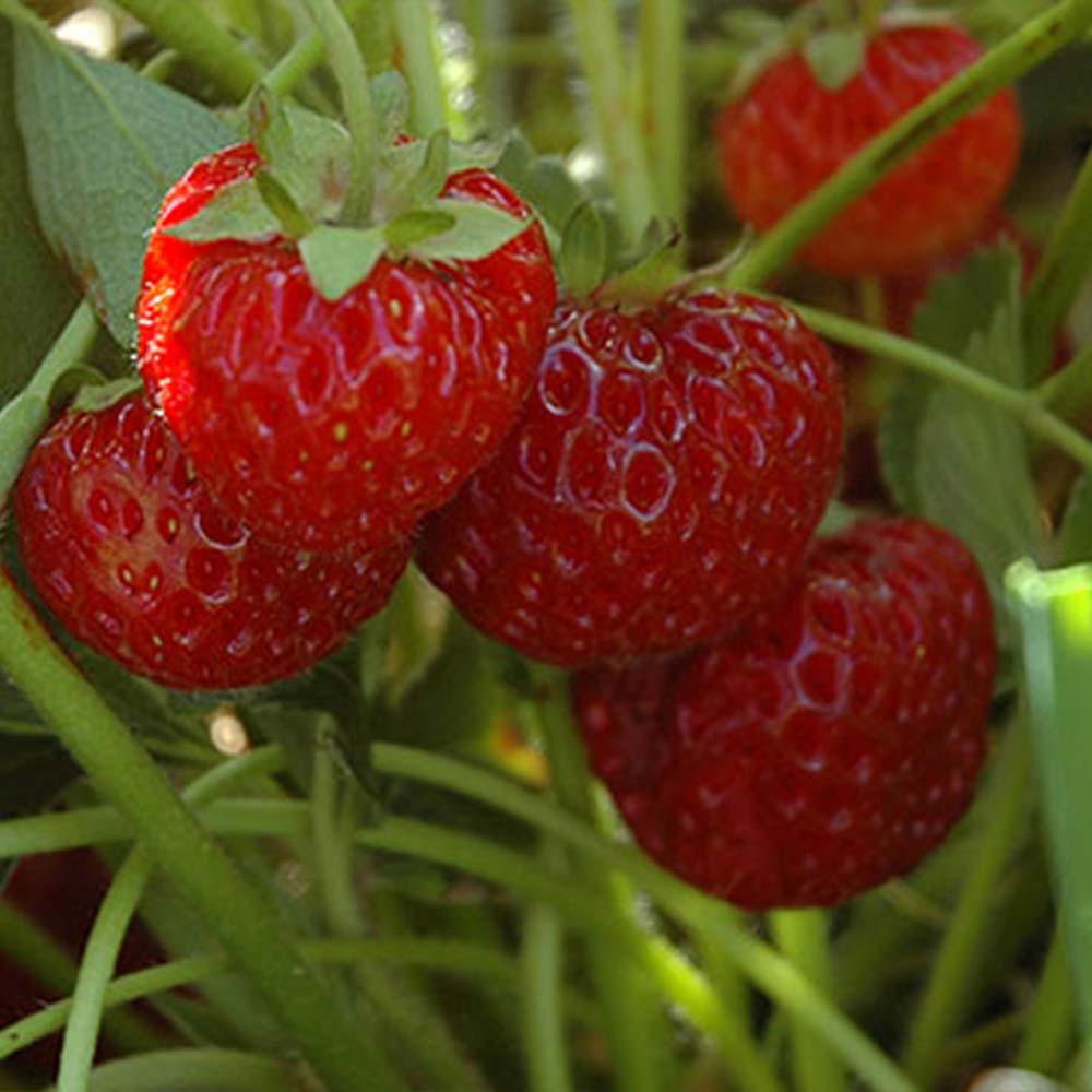 Strawberry plants "Hummi® NEUE MIEZE"