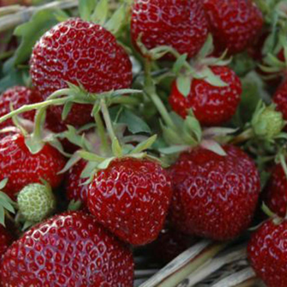 Strawberry plants "Hummi® PRALINE"