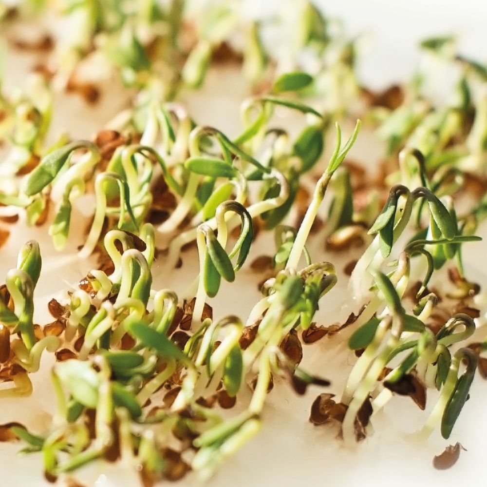 Microgreens refill kit
