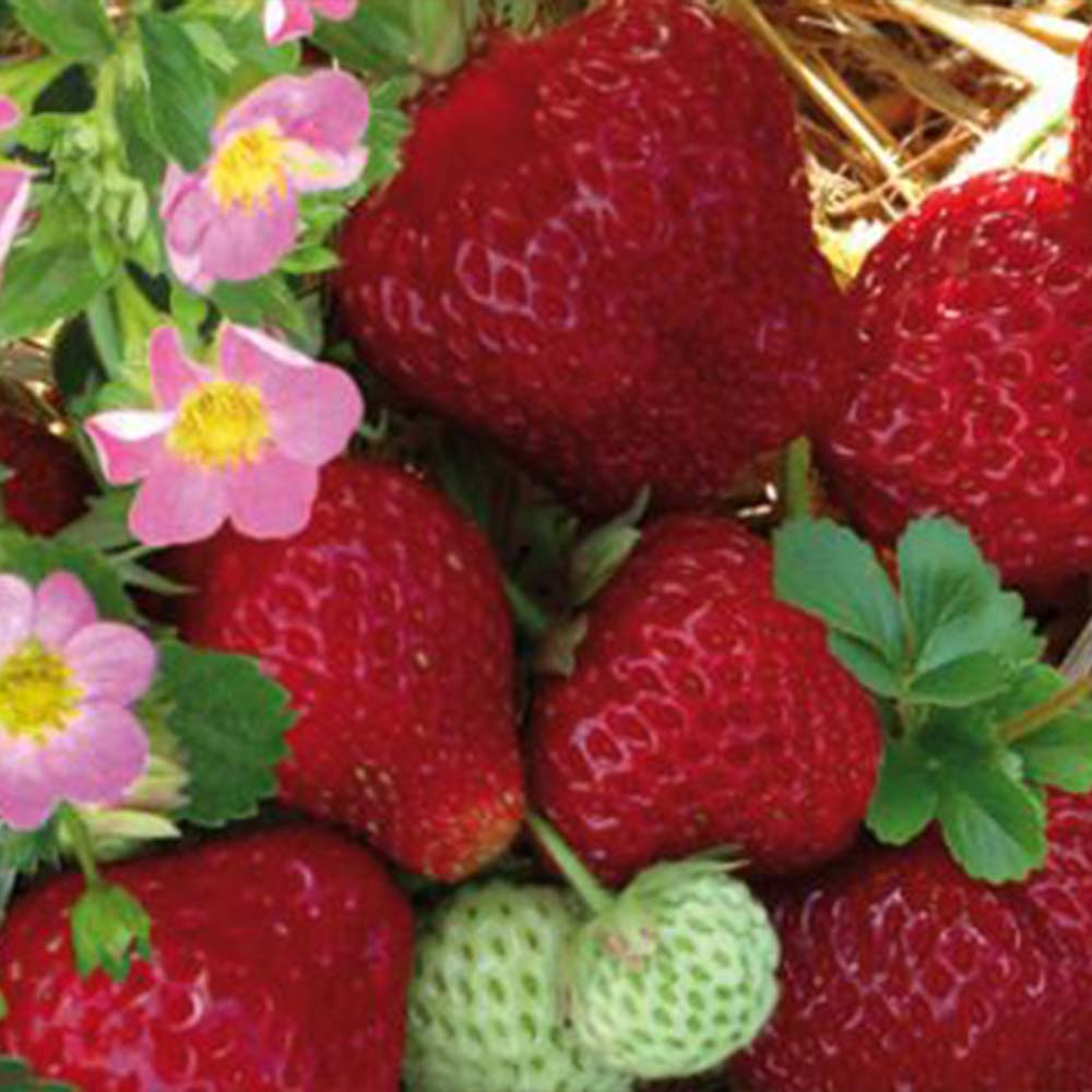 Erdbeerpflanzen "Hummi® MEROSA"