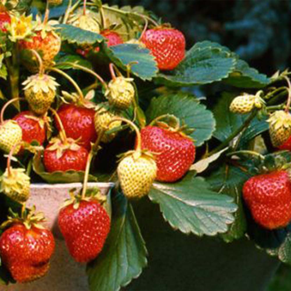 Erdbeerpflanzen "Hummi® RIMONA"