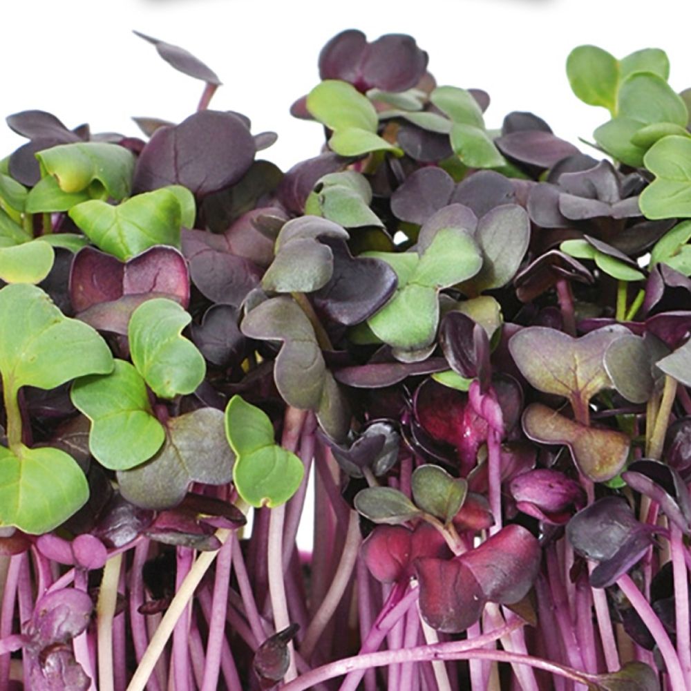 Microgreens refill kit