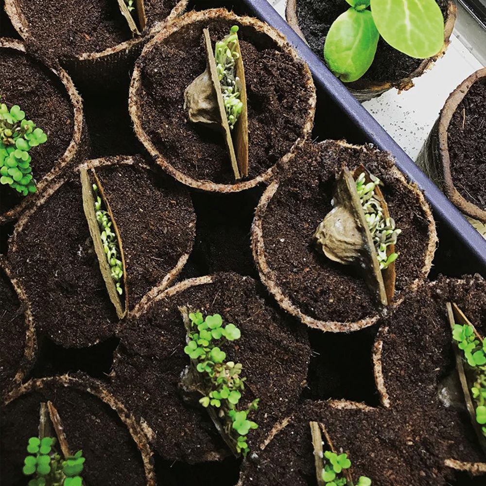 Seed capsules balcony vegetables &amp; salad mix