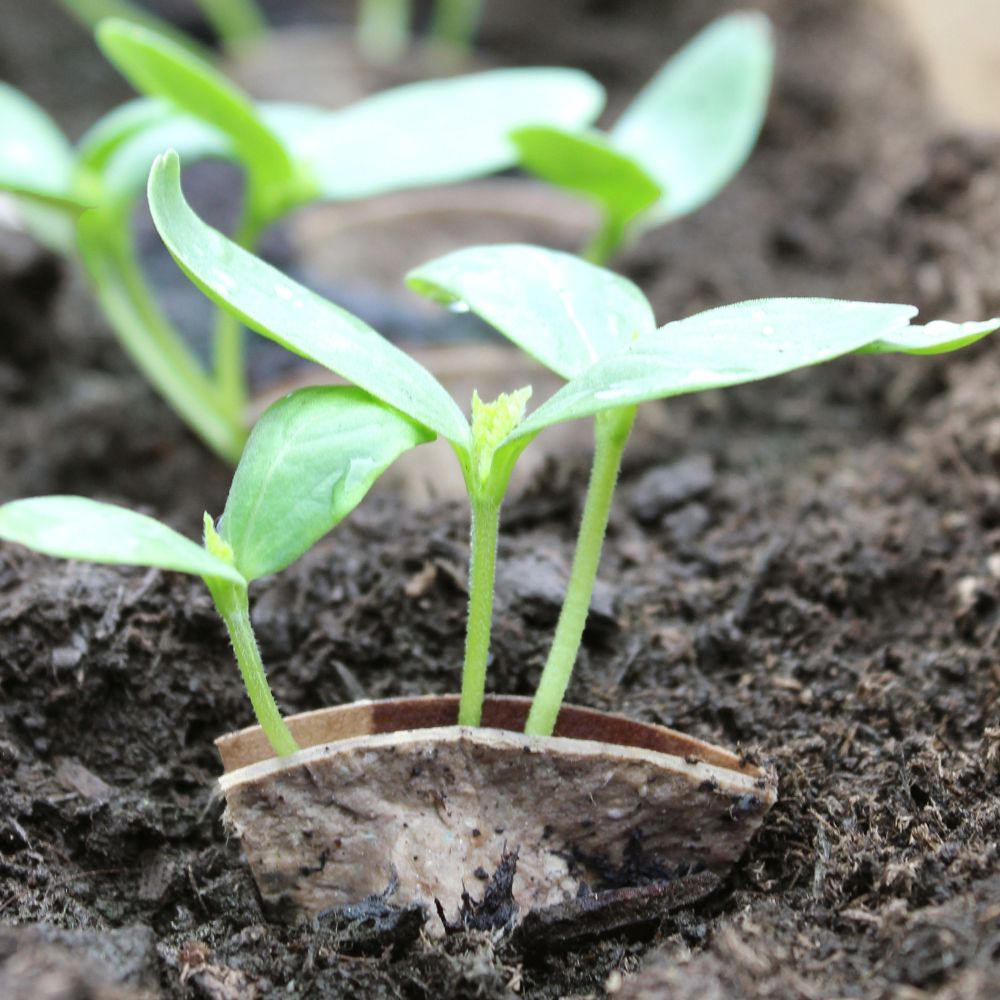 Seed capsules balcony vegetables &amp; salad mix