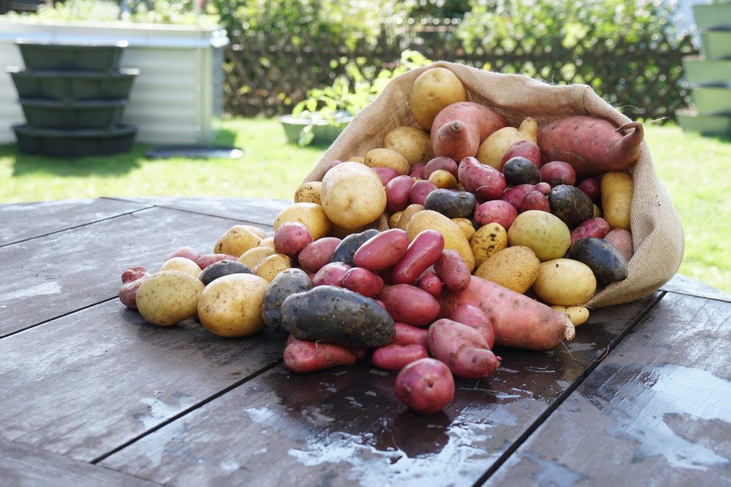 Kartoffelvielfalt Kartoffelvielfalt