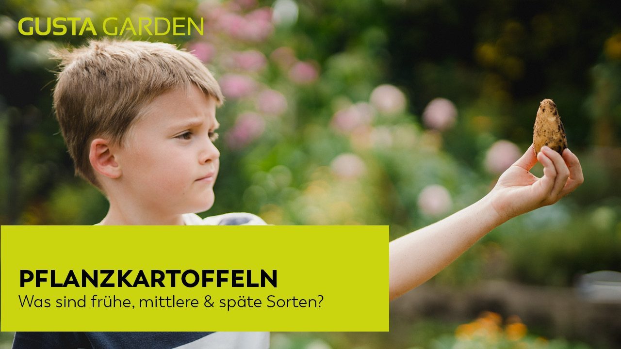 Youtube Pflanzkartoffeln