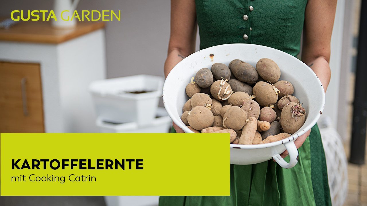 Kartoffelernte mit Cooking Catrin