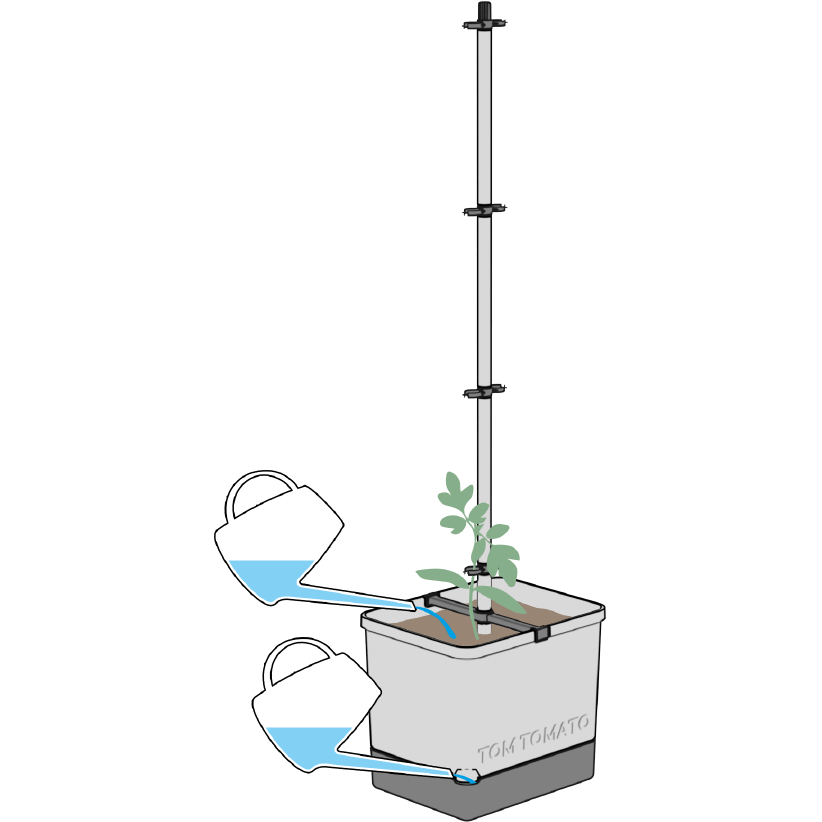 2021-02-19_TT_HowTo_08_qu TOM-TOMATO-Growing2