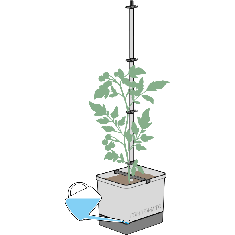 2021-02-19_TT_HowTo_09_qu TOM-TOMATO-Growing3