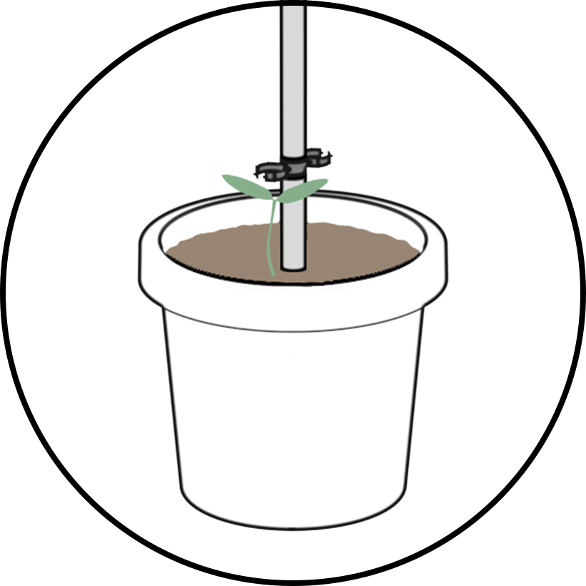 TomatoBuddy_PlantGuide_002b_detail TOMATO-BUDDY-Growing2