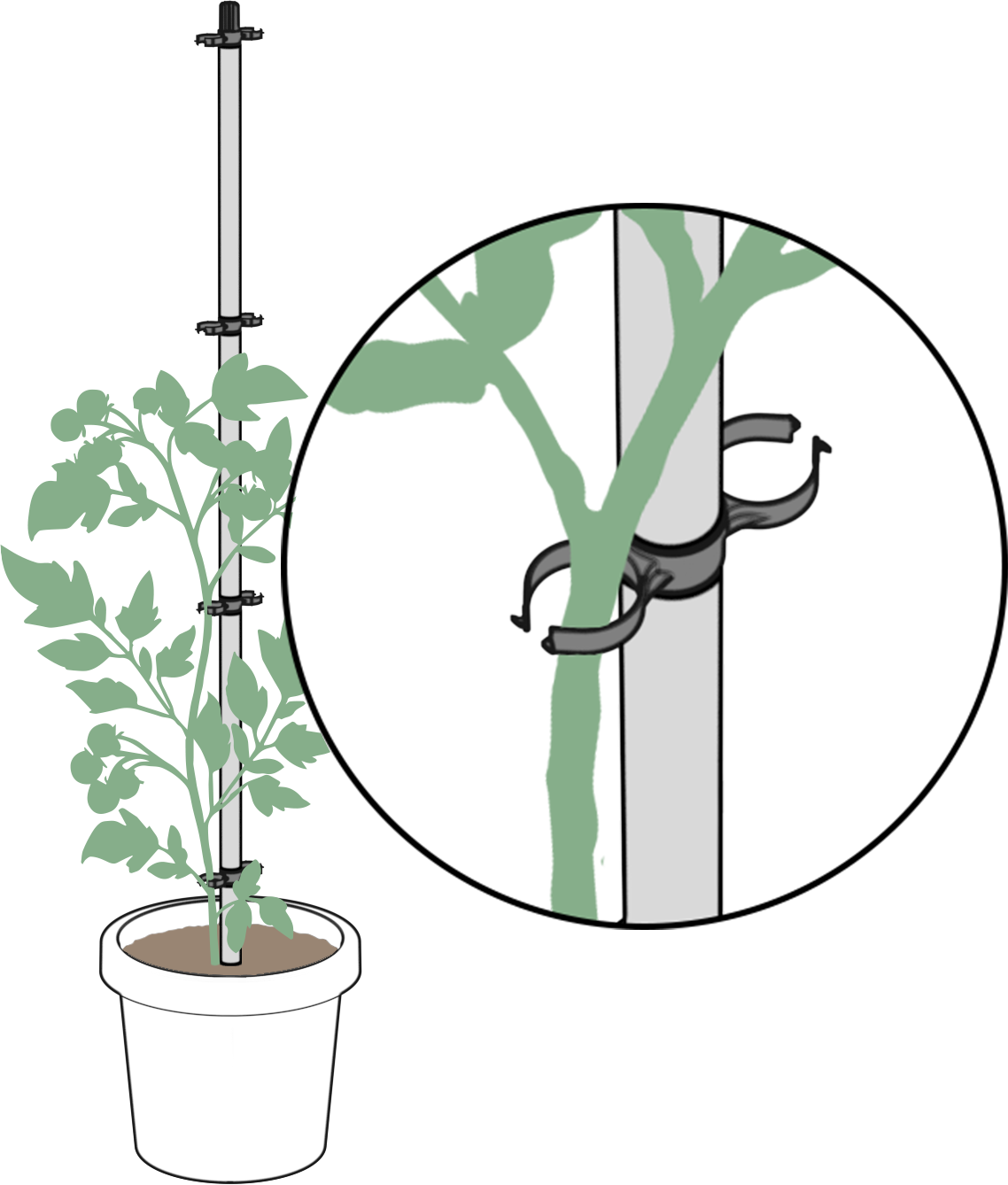 TomatoBuddy_PlantGuide_005b TOMATO-BUDDY-Growing4