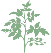 Haupttrieb kappen Haupttrieb kappen