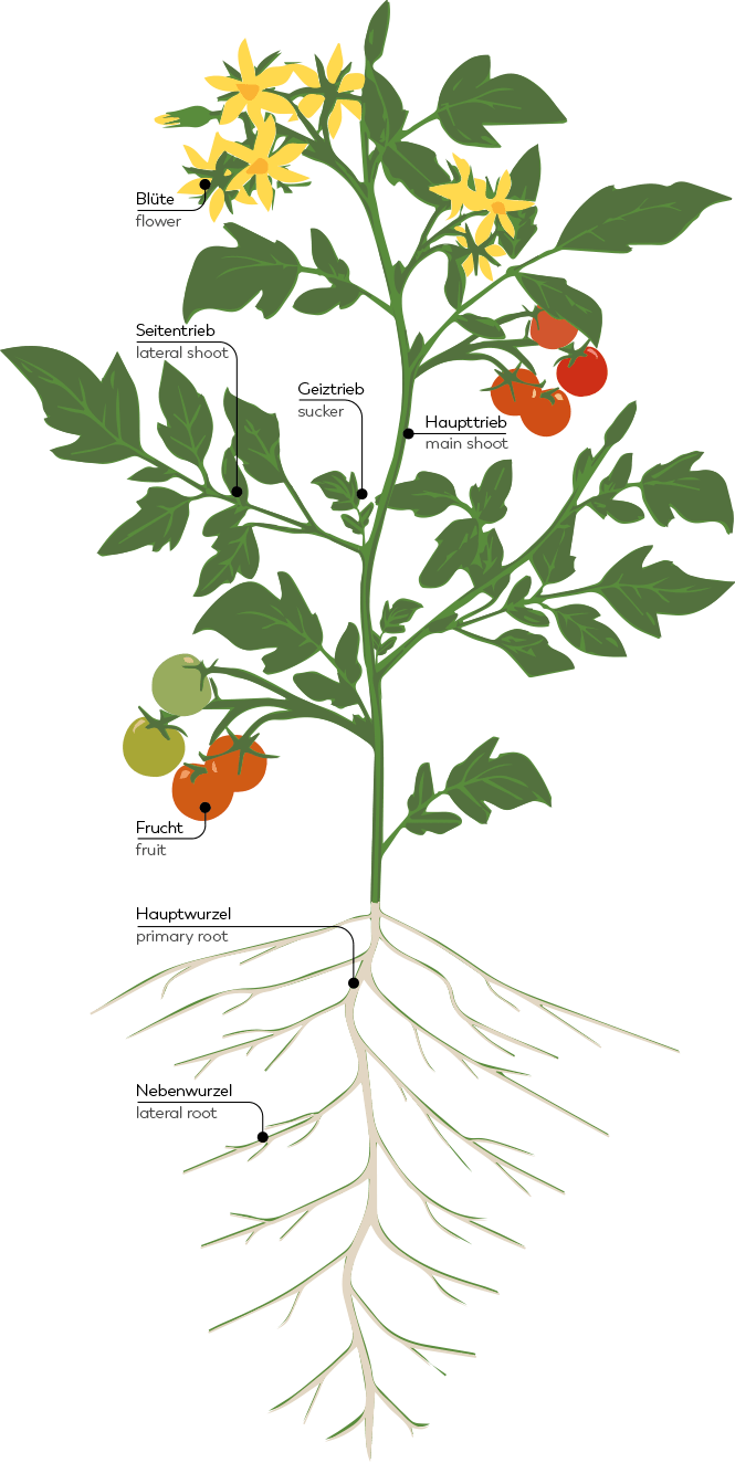 2021-05-26_Tomate_Grafik 2021-05-26_Tomate_Grafik