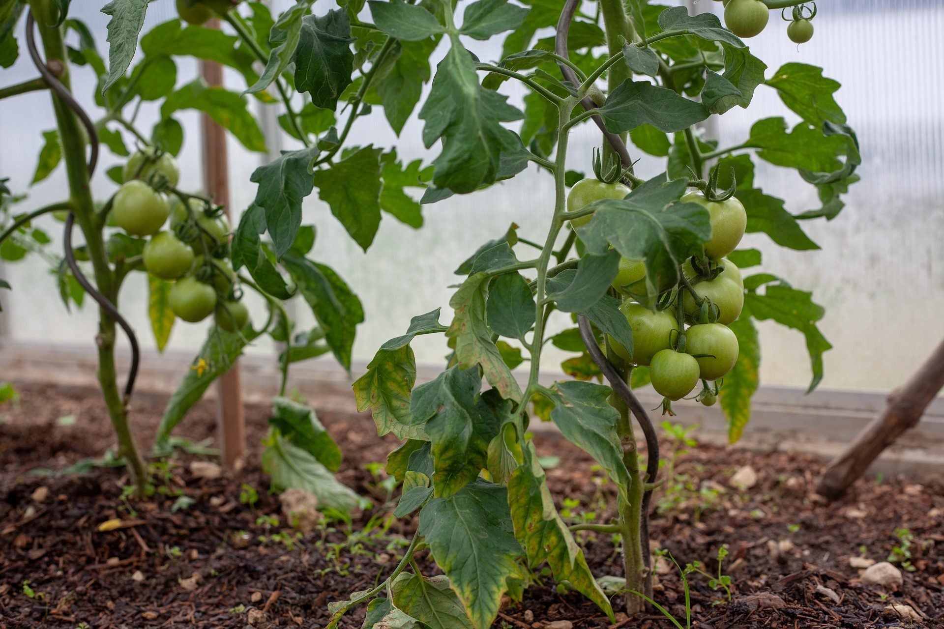 fried-green-tomatoes-3480792_1920 fried-green-tomatoes-3480792_1920
