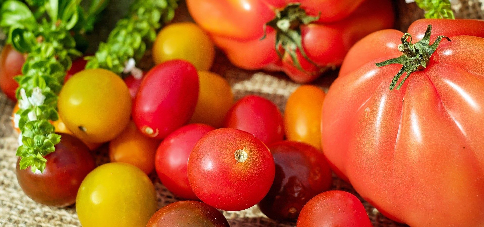 tomatoes-1586981_1920 tomatoes-1586981_1920
