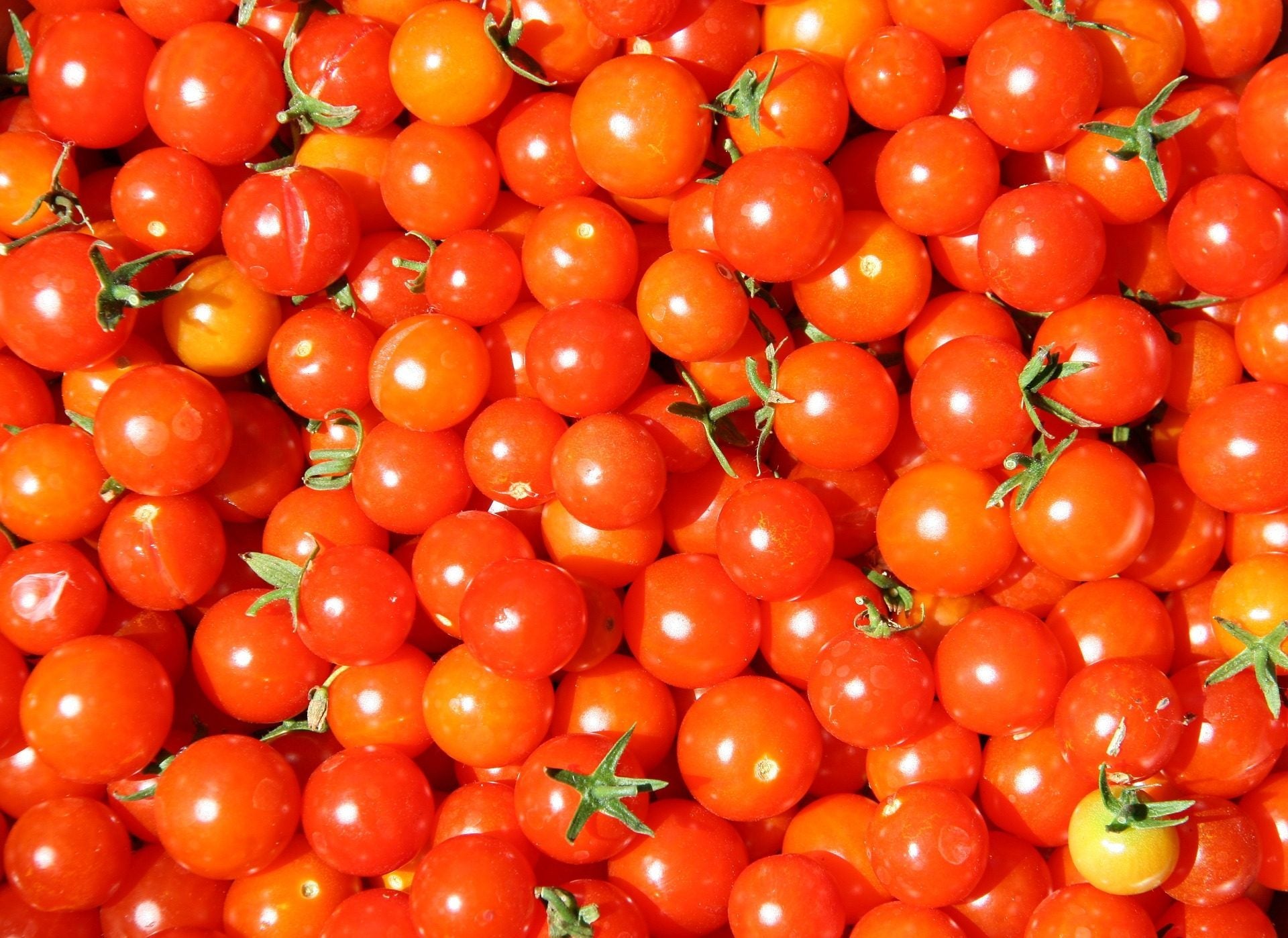 tomatoes-835385_1920 tomatoes-835385_1920