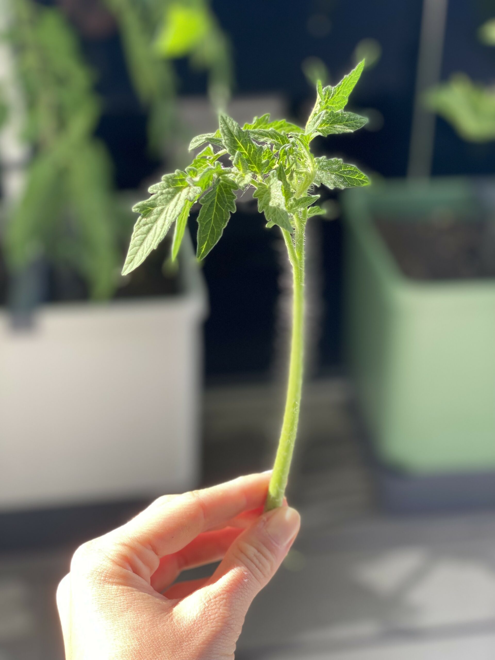 Geiztrieb von unserer eigenen Tomatenpflanze