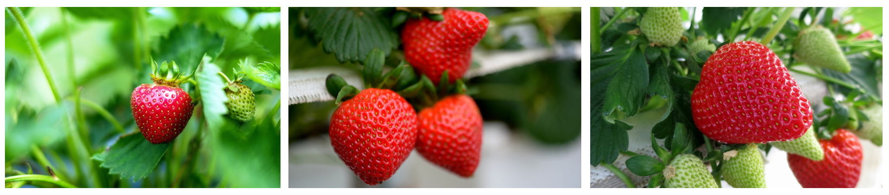 strawberries strawberries