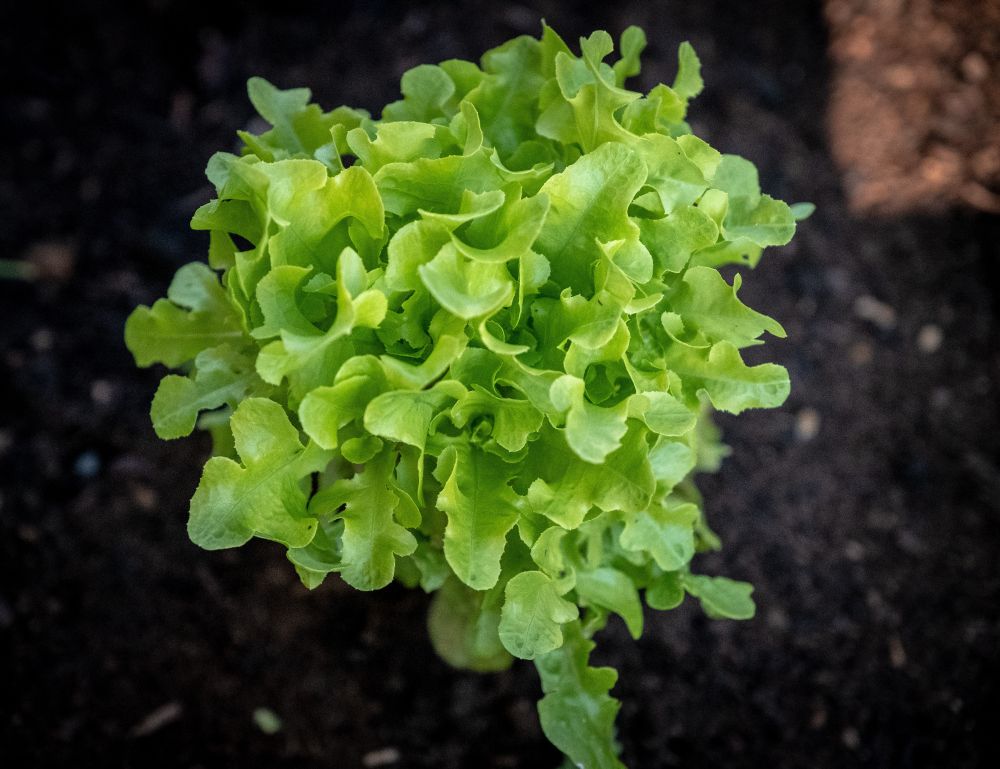 salad-3562941 salad-3562941
