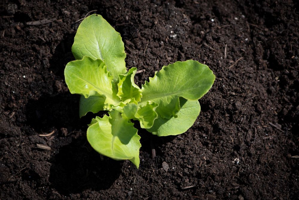 salad-seedling-4141458 salad-seedling-4141458