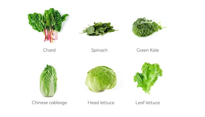 hydroponic1 hydroponic1