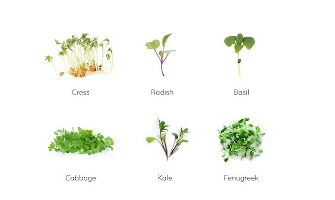microgreens_1 microgreens_1